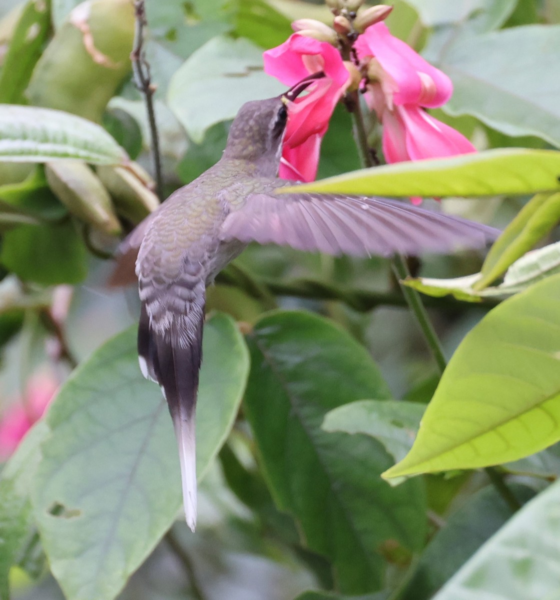 White-bearded Hermit - ML622050480