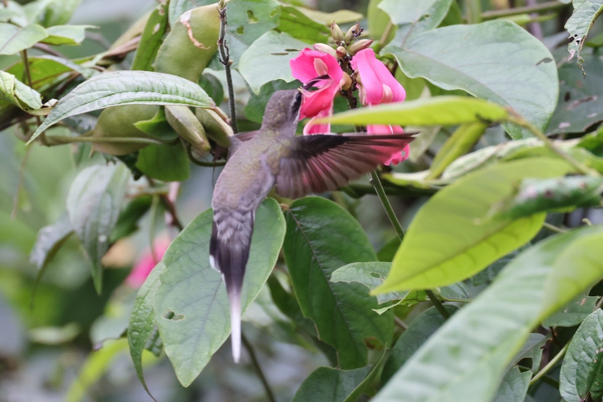 White-bearded Hermit - ML622050481