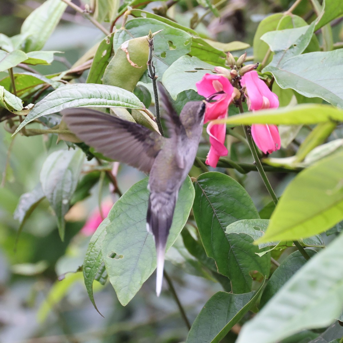 White-bearded Hermit - ML622050482