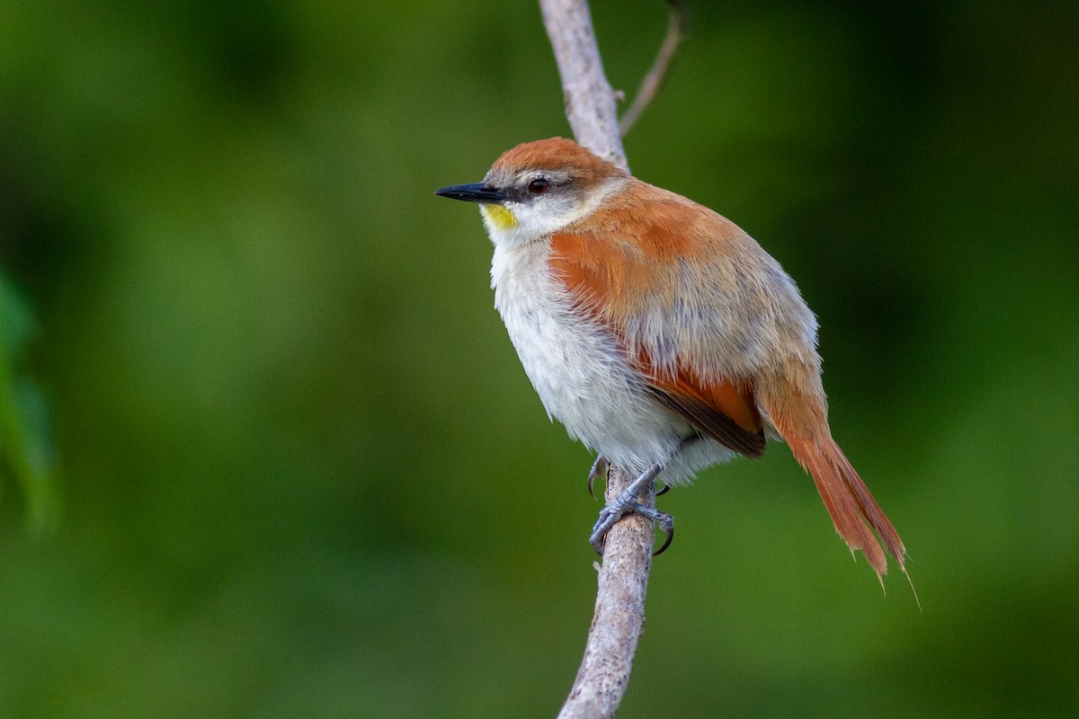 Yellow-chinned Spinetail - Oswaldo Hernández Sánchez