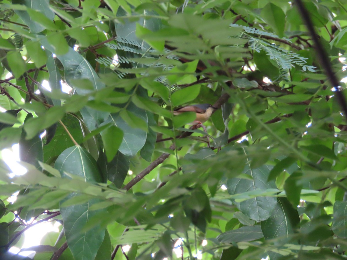 Ashy Prinia - ML622050487