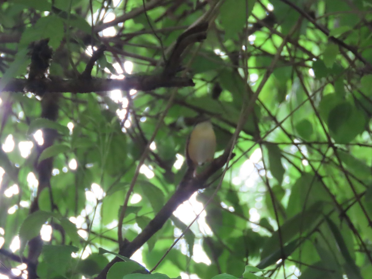 Ashy Prinia - ML622050492