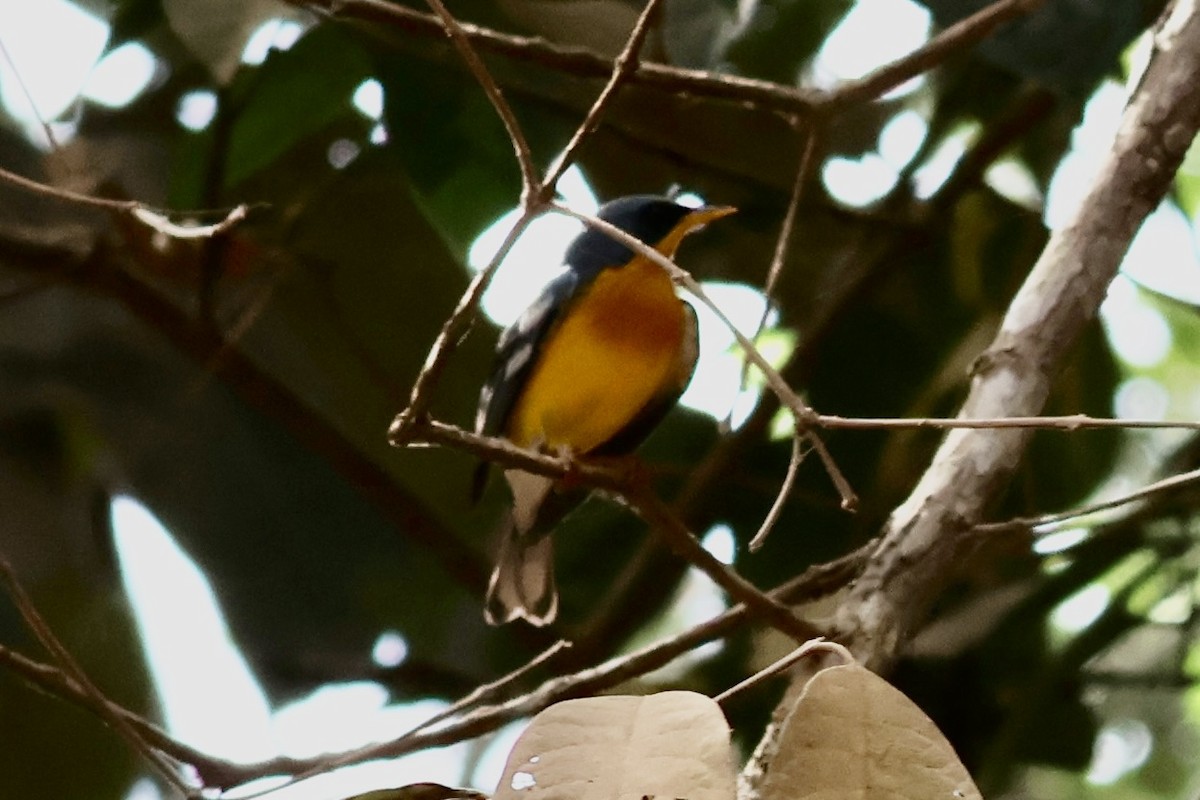 Tropical Parula - ML622050503