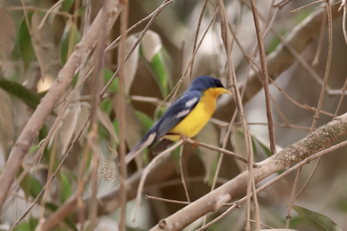 Tropical Parula - ML622050504