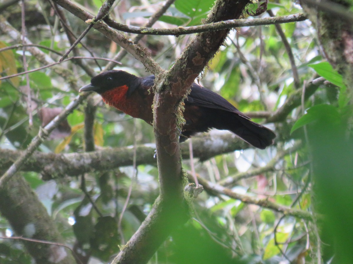 Red-ruffed Fruitcrow - ML622050522