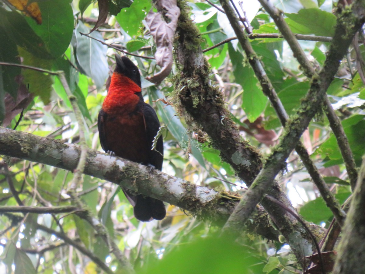 Red-ruffed Fruitcrow - ML622050524