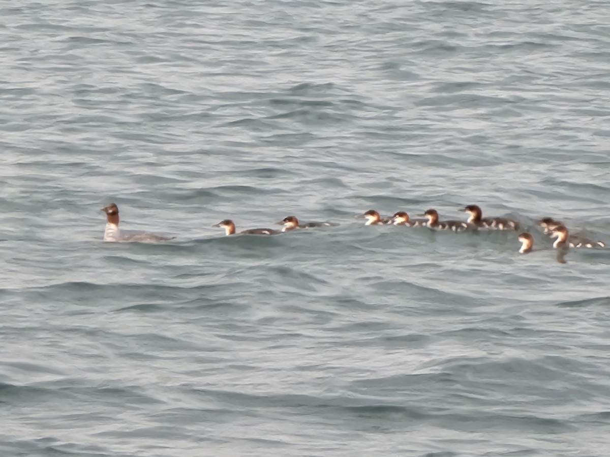 Common Merganser - Rick Ihnat 🦖