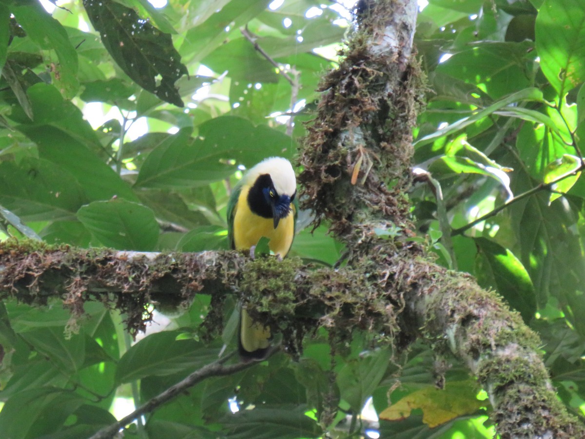 Green Jay - ML622050530