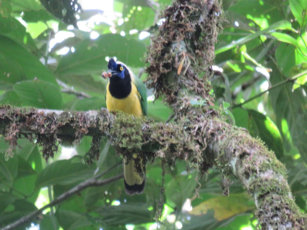 Green Jay - ML622050531