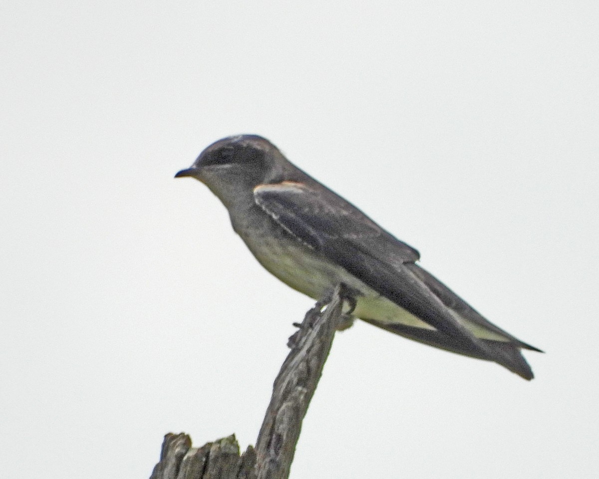 Purple Martin - Aubrey Merrill