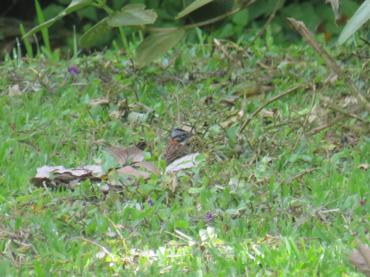 Rufous-collared Sparrow - ML622050533