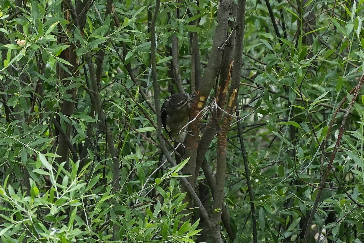 Red-naped Sapsucker - ML622050535