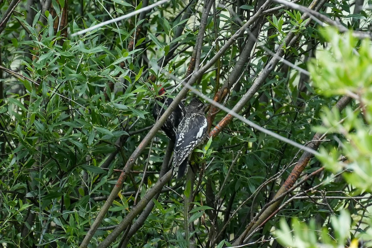 Red-naped Sapsucker - ML622050536