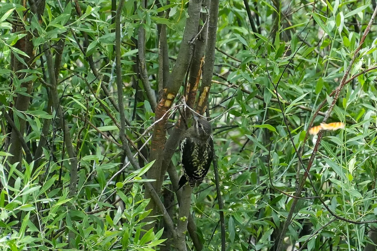 Red-naped Sapsucker - ML622050537