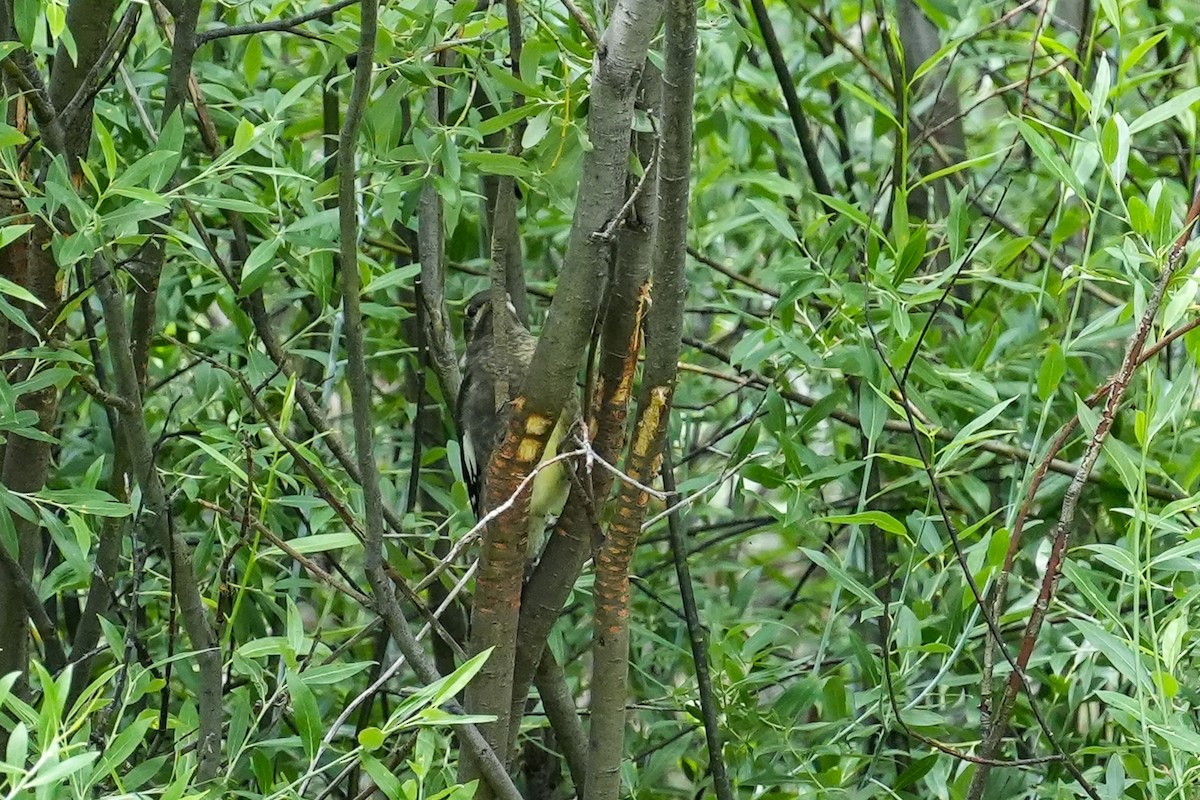 Red-naped Sapsucker - ML622050538