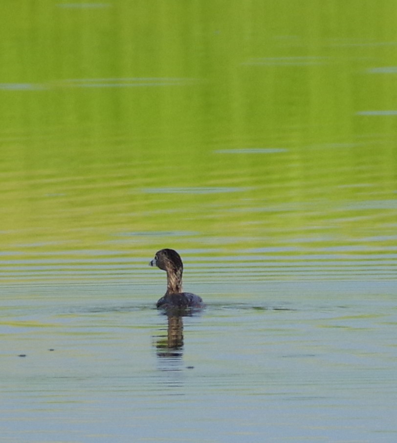 Pied-billed Grebe - Kurt Anderson