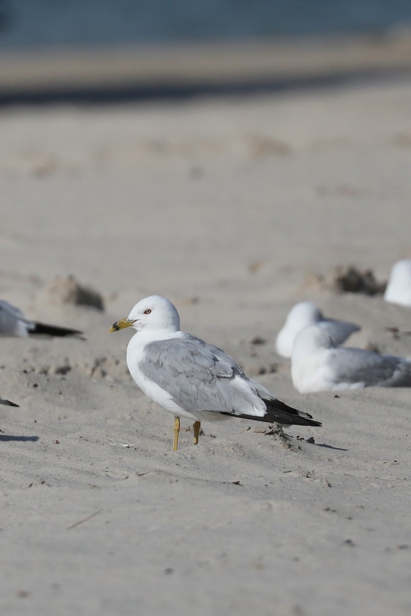 Ring-billed Gull - ML622050541