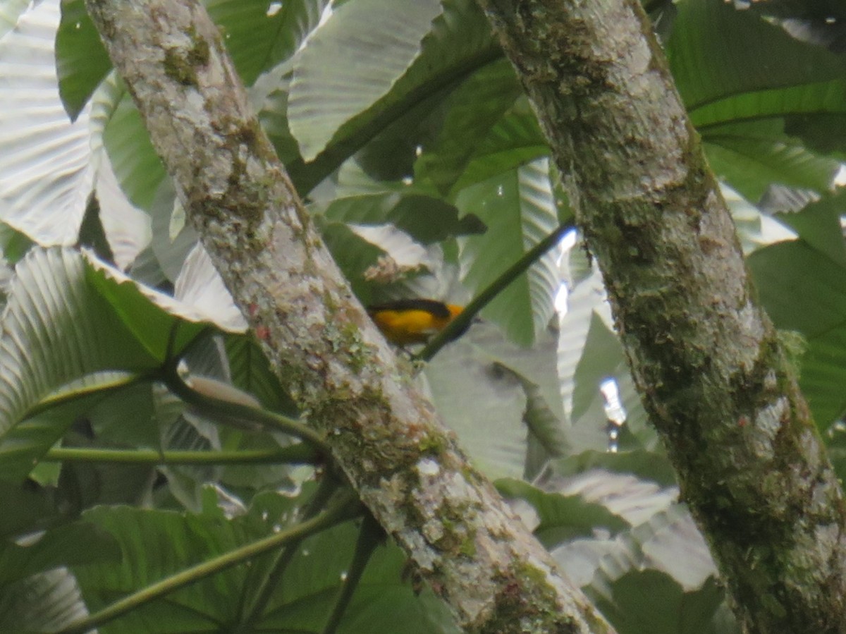 Yellow-backed Oriole - ML622050544