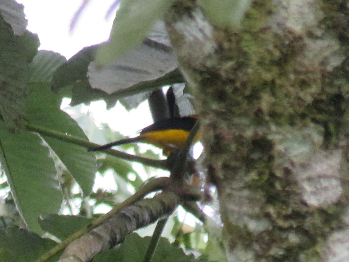 Yellow-backed Oriole - Matthias van Dijk