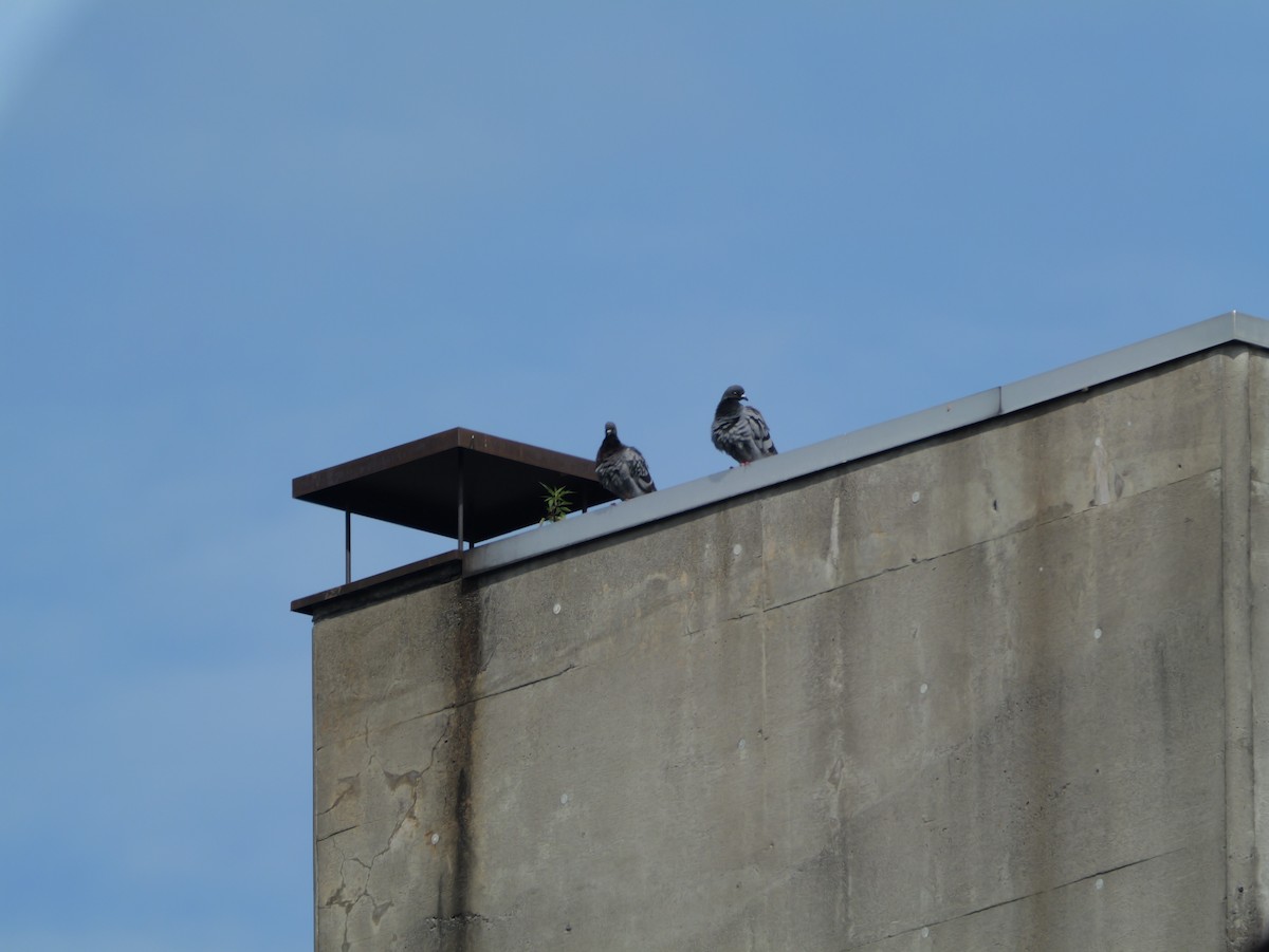 Rock Pigeon (Feral Pigeon) - ML622050546