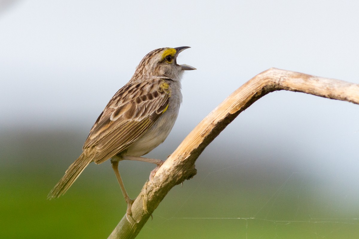 Yellow-browed Sparrow - ML622050548