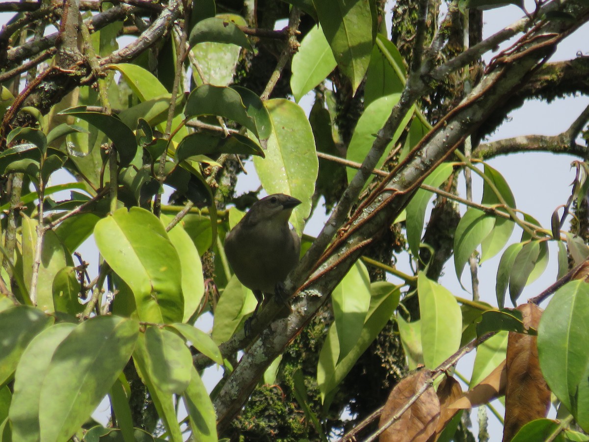 Shiny Cowbird - ML622050550