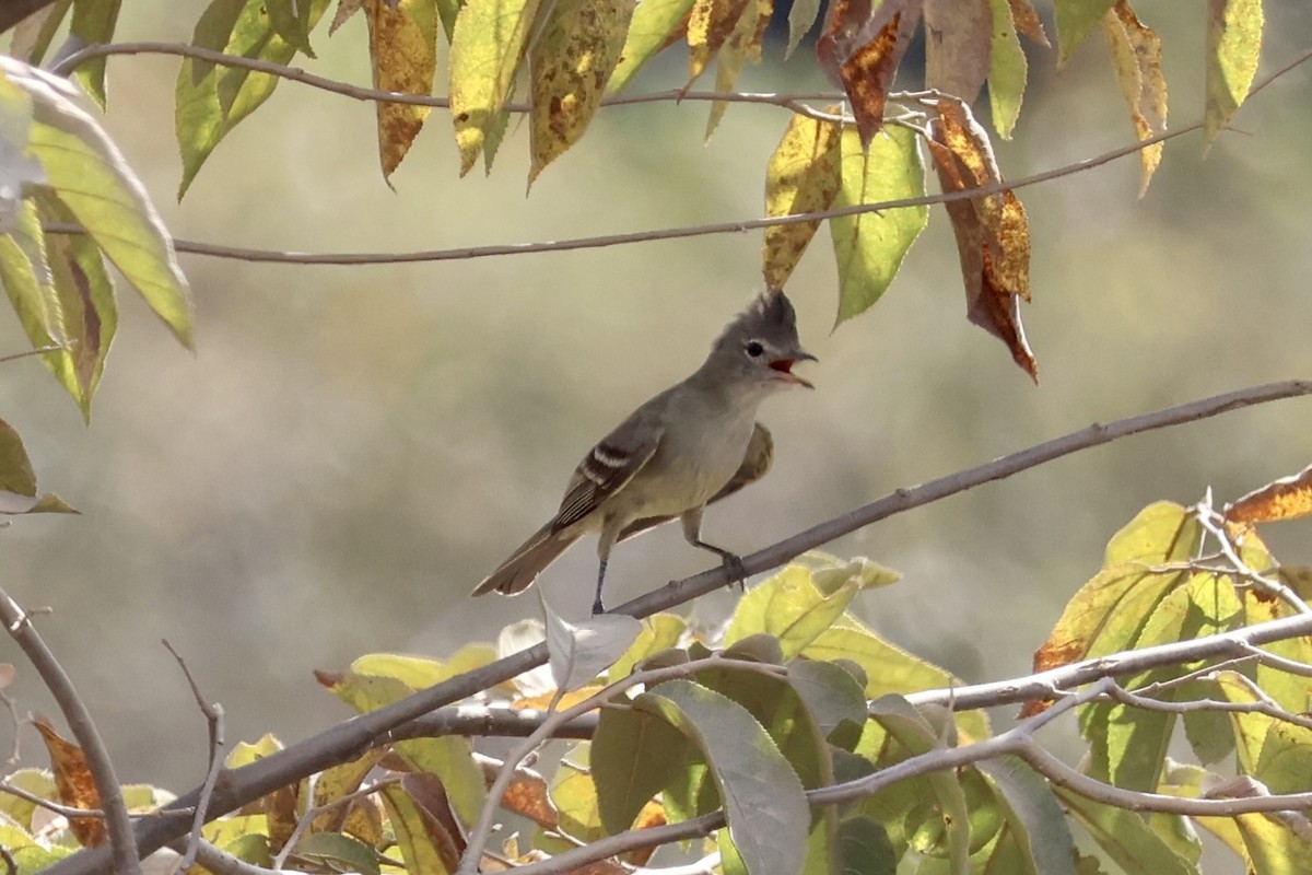 Plain-crested Elaenia - ML622050553