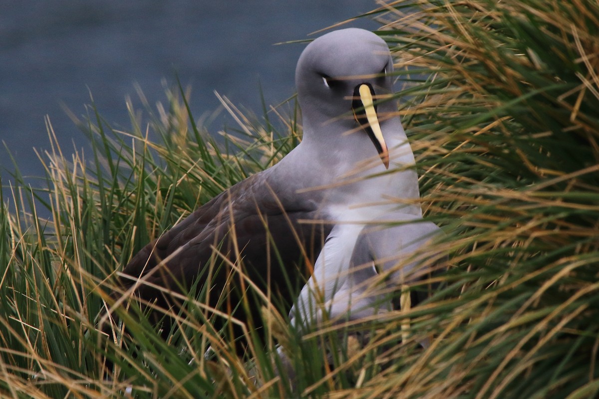 Gray-headed Albatross - ML622050555