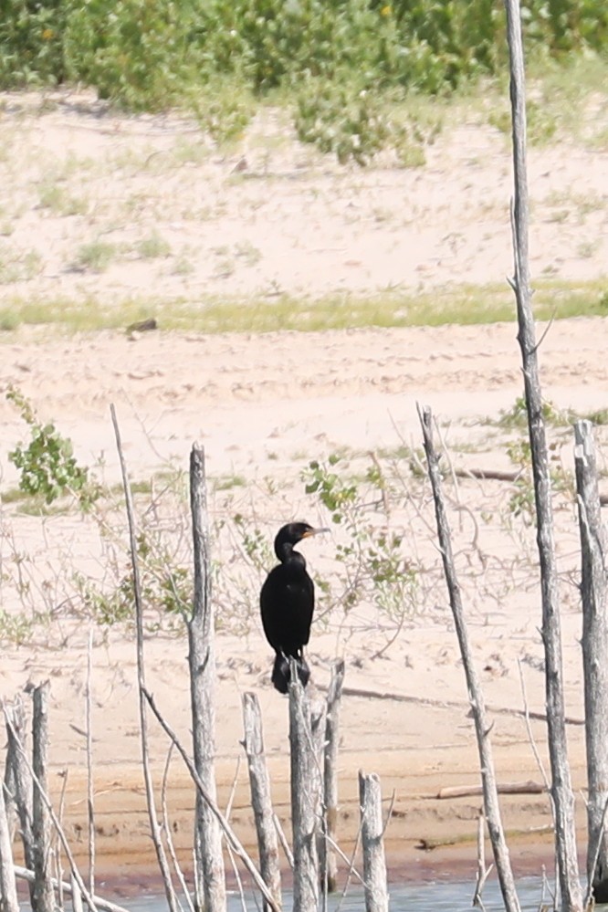 Double-crested Cormorant - ML622050556