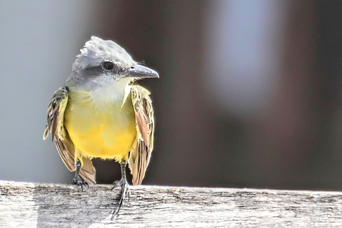 Tropical Kingbird - ML622050558