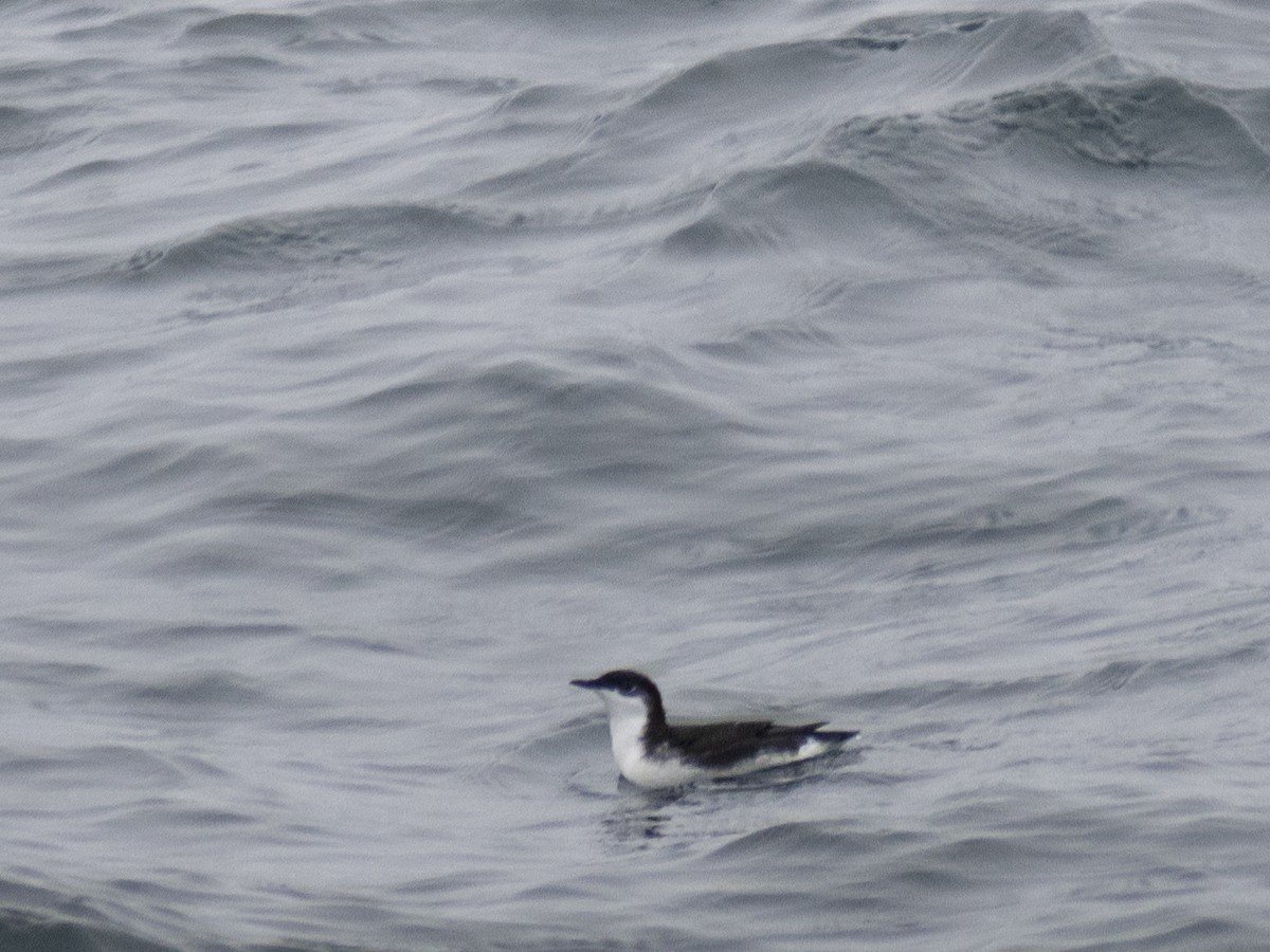 Scripps's Murrelet - Caitlin Chock