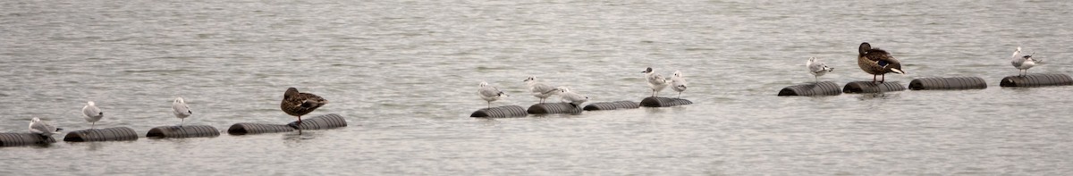 Gaviota de Bonaparte - ML622050566