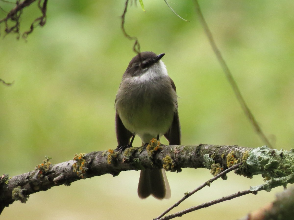 White-throated Tyrannulet - ML622050569