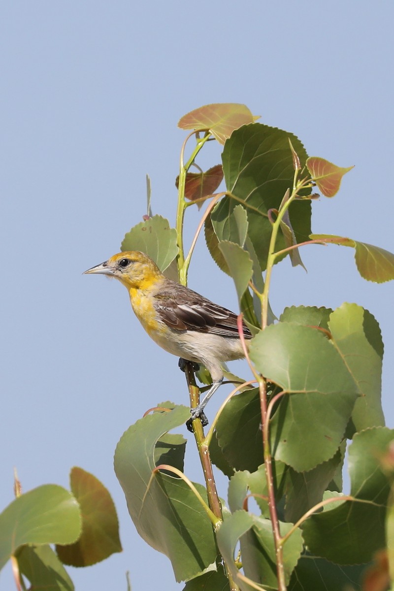 Baltimore Oriole - ML622050570