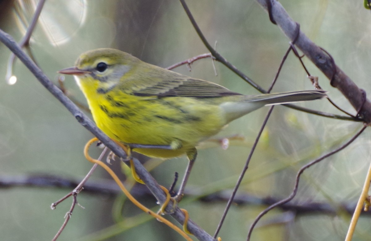 Prairie Warbler - Kurt Anderson