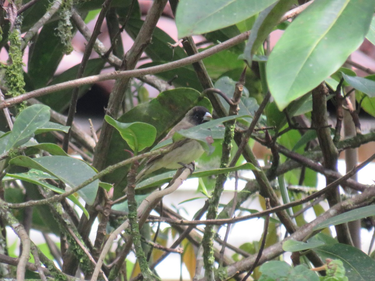 Yellow-bellied Seedeater - Matthias van Dijk