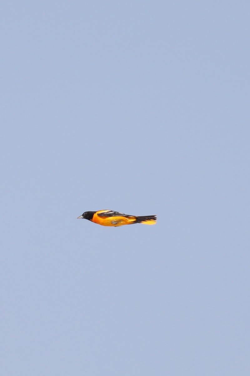 Baltimore Oriole - ML622050573