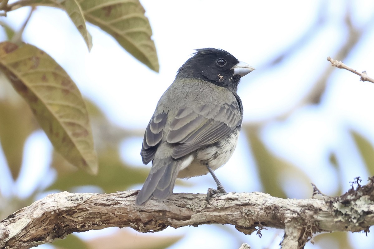 Dubois's Seedeater - ML622050574