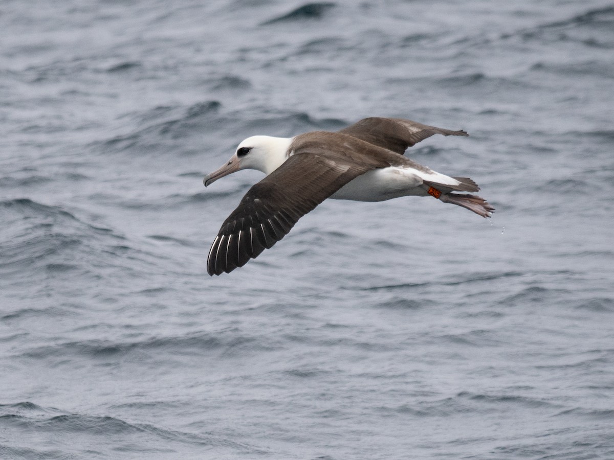 Albatros de Laysan - ML622050579