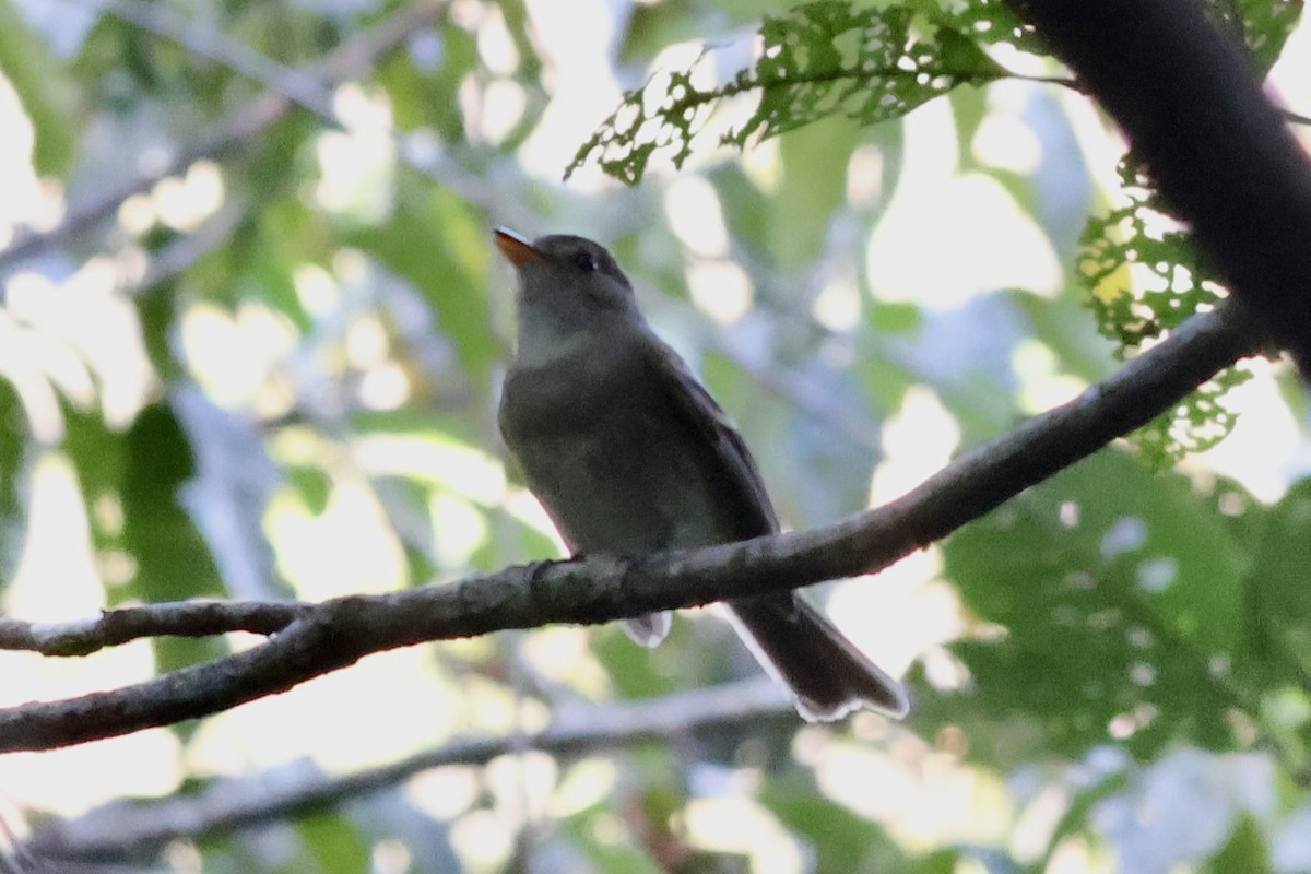 Euler's Flycatcher - ML622050581