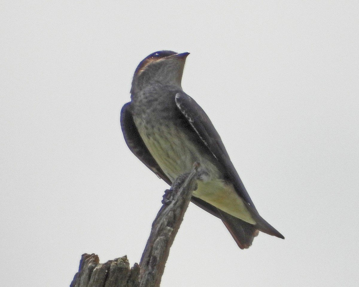 Purple Martin - ML622050583