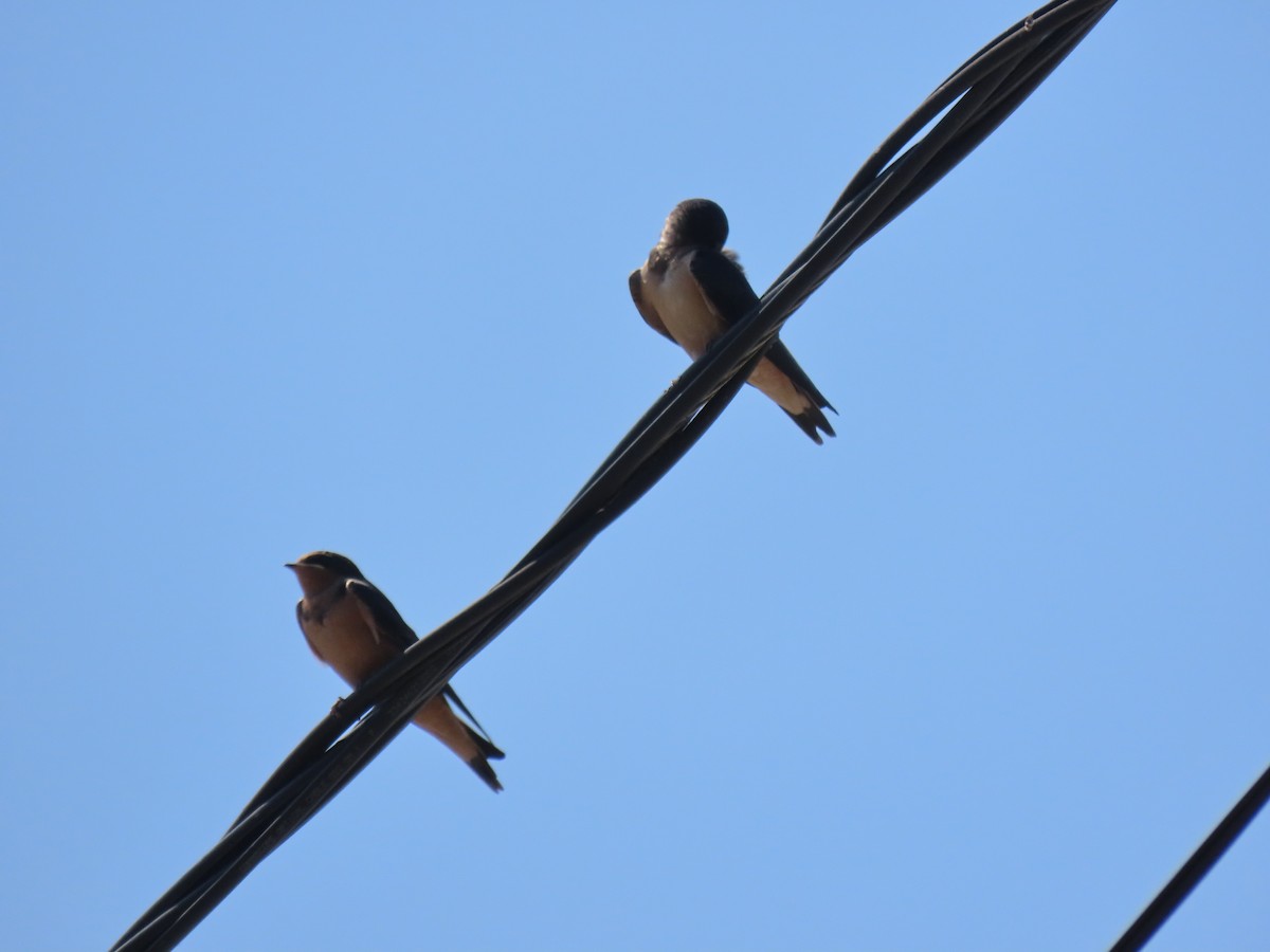 Golondrina Común - ML622050584