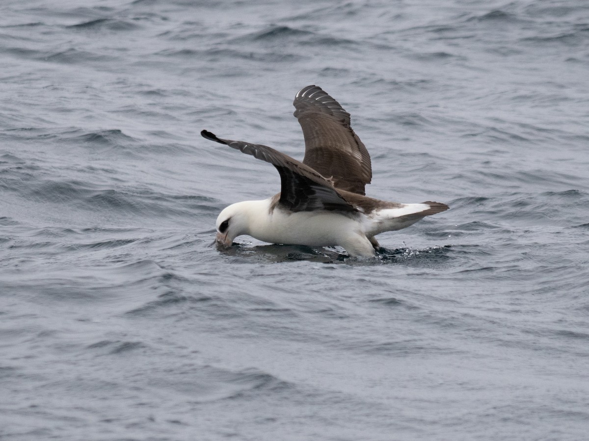 Laysan Albatross - ML622050585