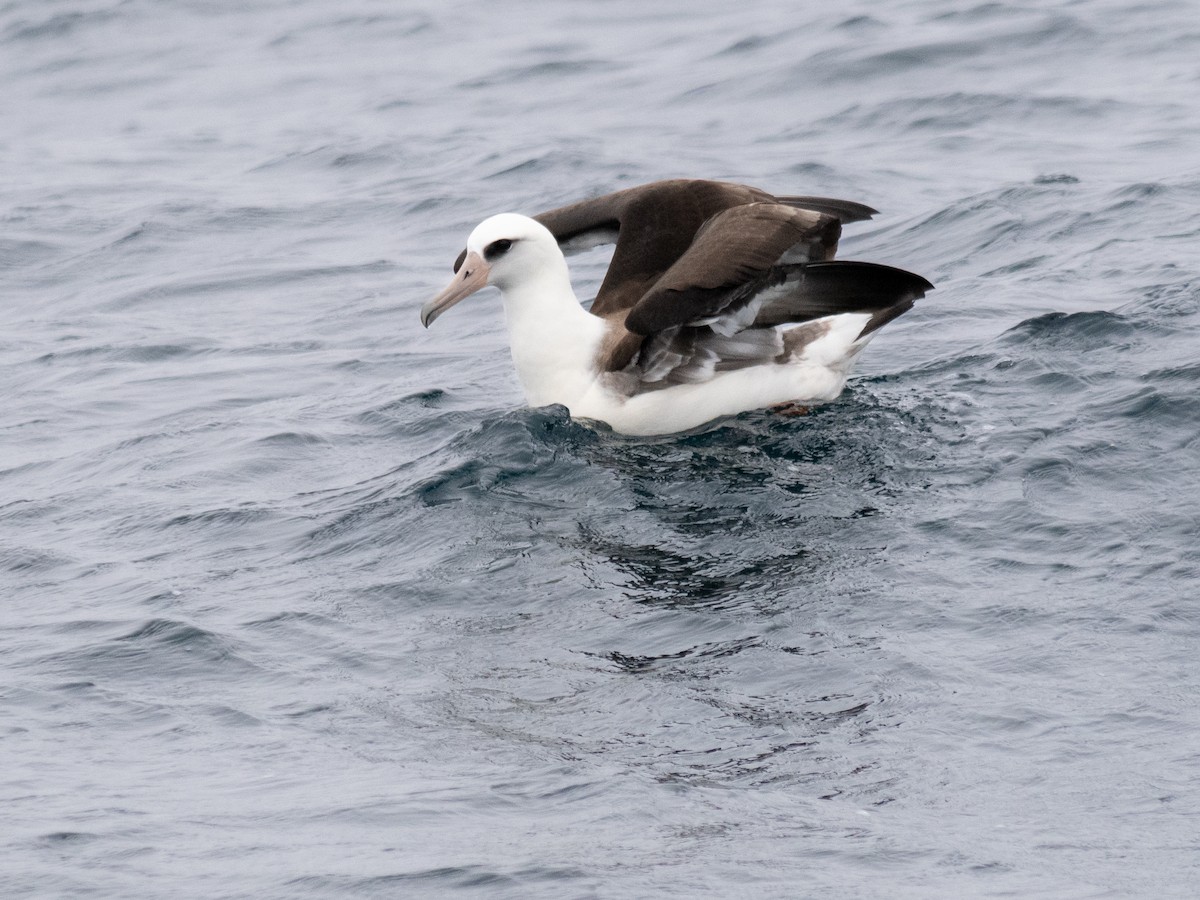 Albatros de Laysan - ML622050587