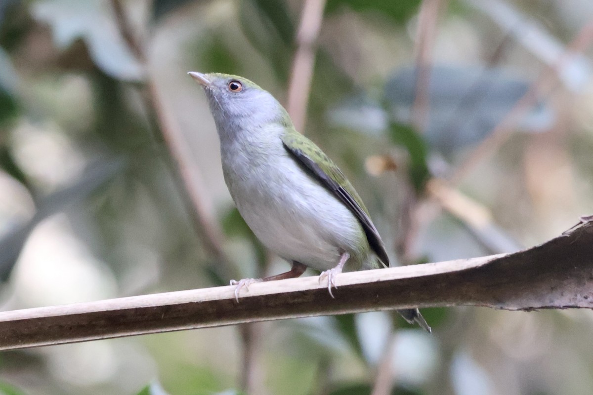 Pin-tailed Manakin - ML622050588