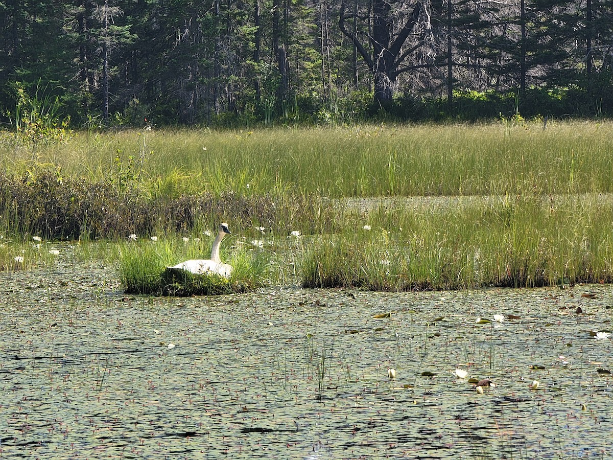 Mute Swan - Rick Ihnat 🦖