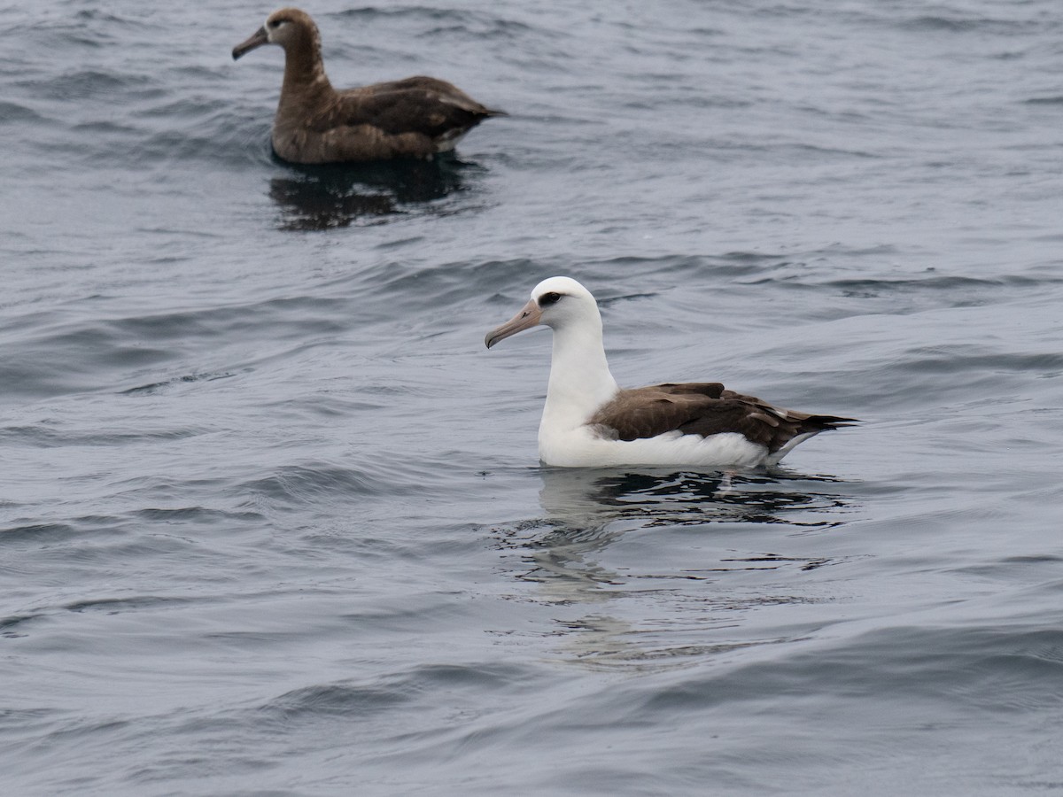 Albatros de Laysan - ML622050590