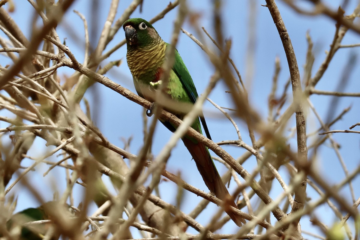 Maroon-bellied Parakeet - ML622050592