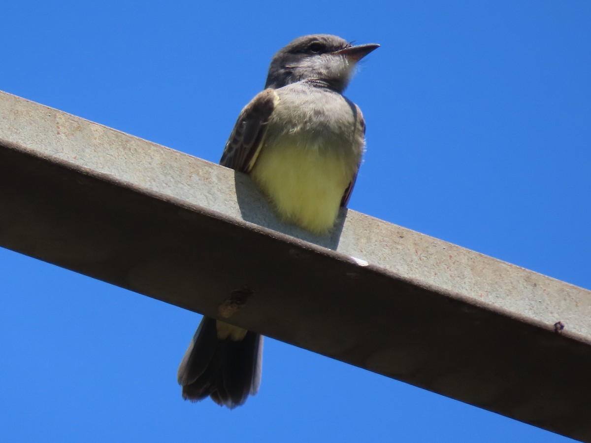 Cassin's Kingbird - ML622050593