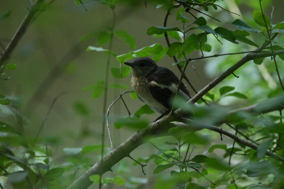 Oriental Magpie-Robin - ML622050594